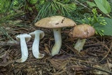 Suillus weaverae image