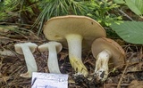 Suillus weaverae image