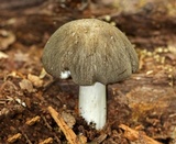 Megacollybia rodmanii image