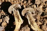 Retiboletus griseus image