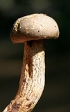 Retiboletus griseus image