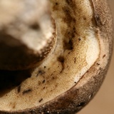 Retiboletus griseus image