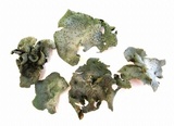 Dermatocarpon miniatum image