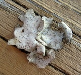 Dermatocarpon miniatum image