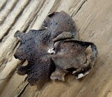 Dermatocarpon miniatum image