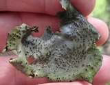Dermatocarpon miniatum image
