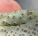 Dermatocarpon miniatum image