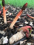 Phallus rubicundus image