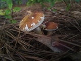 Xanthoconium affine image