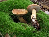 Tylopilus felleus image