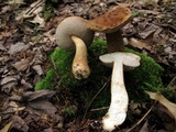 Tylopilus felleus image