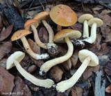 Leccinum longicurvipes image