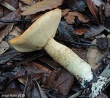 Leccinum longicurvipes image