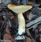 Leccinum longicurvipes image