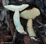Leccinum longicurvipes image
