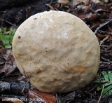Boletus pallidus image