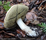 Boletus pallidus image