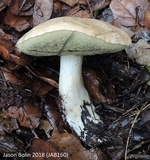Boletus pallidus image