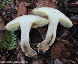 Boletus pallidus image