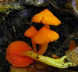 Humidicutis marginata var. marginata image