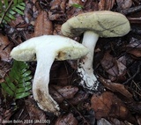 Boletus pallidus image