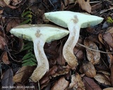 Boletus pallidus image