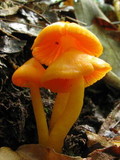 Humidicutis marginata image