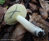 Boletus pallidus image