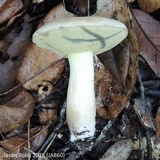 Boletus pallidus image