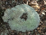 Cladonia mitis image