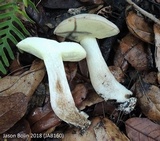 Boletus pallidus image