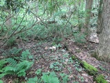 Megacollybia rodmanii image
