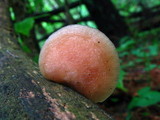 Rhodotus palmatus image