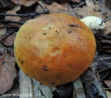 Leccinum longicurvipes image