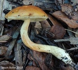 Leccinum longicurvipes image
