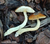 Leccinum longicurvipes image