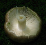 Megacollybia rodmani image