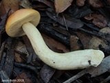 Leccinum longicurvipes image