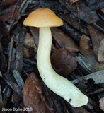 Leccinum longicurvipes image