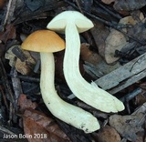 Leccinum longicurvipes image
