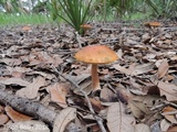 Leccinum longicurvipes image