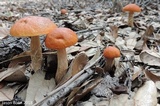 Leccinum longicurvipes image
