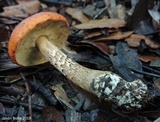 Leccinum longicurvipes image