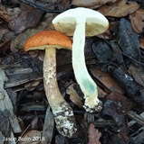 Leccinum longicurvipes image