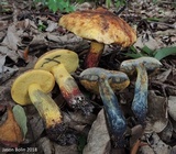 Boletus luridellus image