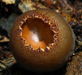 Galiella rufa image