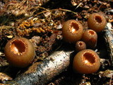 Galiella rufa image
