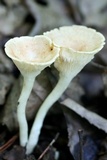 Clitocybe gibba image