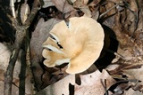 Clitocybe gibba image