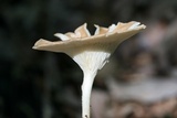 Clitocybe gibba image